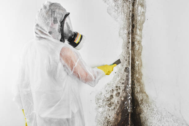 Office Mold Removal Services in Harlan, IA