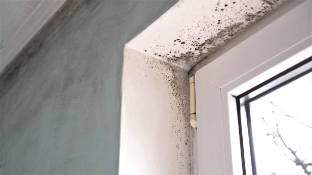 Best Same-Day Mold Removal  in Harlan, IA