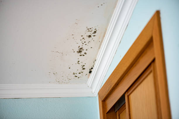 Best Mold Testing  in Harlan, IA