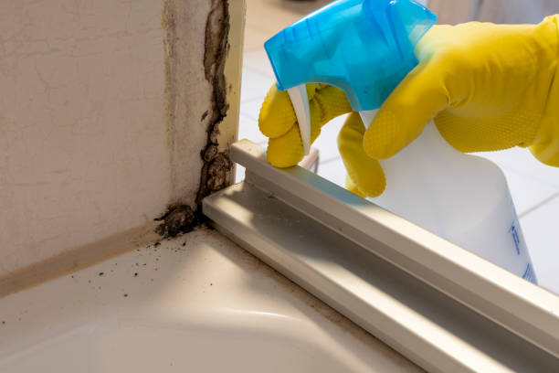 Best Mold Remediation  in Harlan, IA
