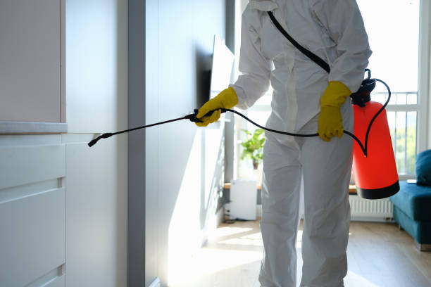 Best Same-Day Mold Removal  in Harlan, IA
