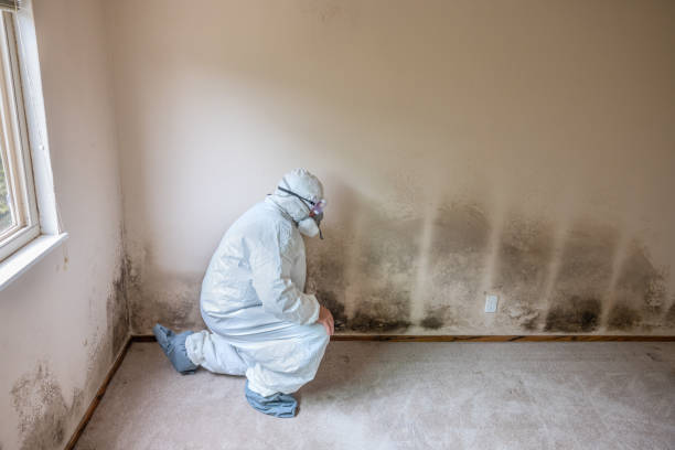 Best Attic Mold Removal  in Harlan, IA