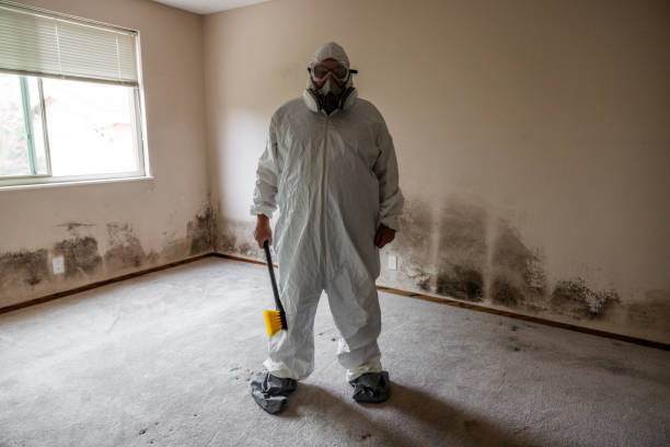 Mold Removal and Inspection in Harlan, IA