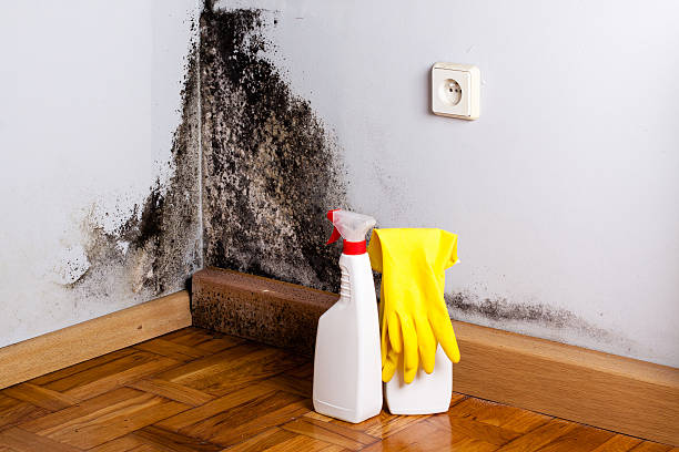 Best Fast Mold Removal  in Harlan, IA
