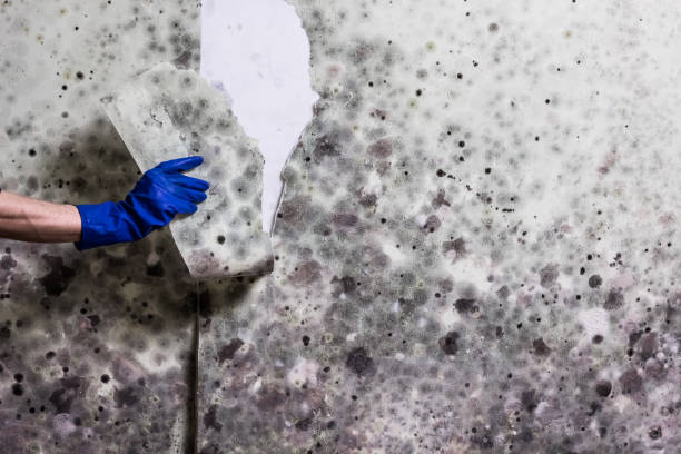 Best Mold Testing  in Harlan, IA