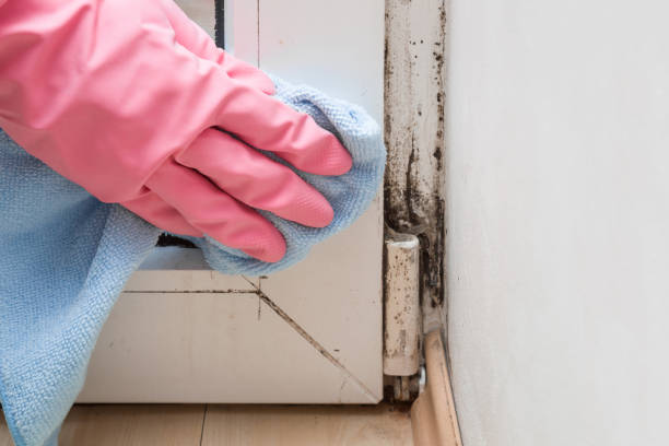 Best Mold Damage Repair  in Harlan, IA