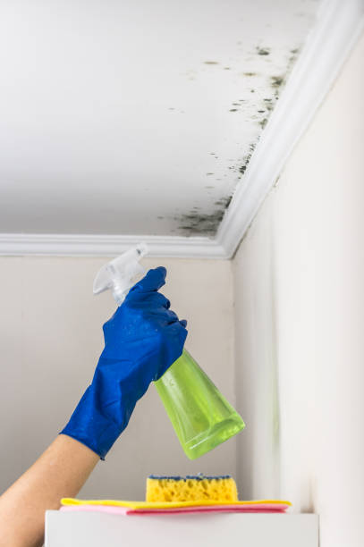 Best Emergency Mold Removal  in Harlan, IA